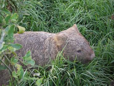 Schlafen bei den Wombats