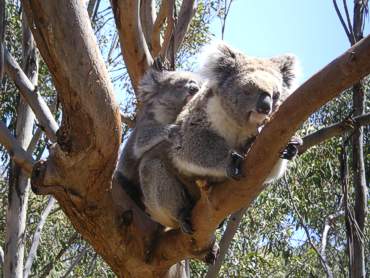 Koalas