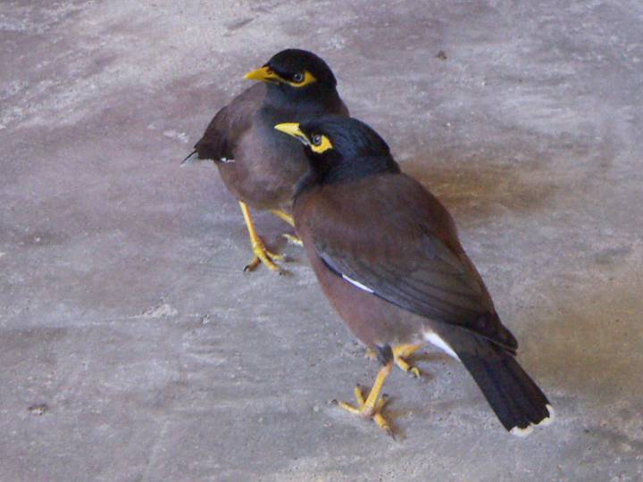 Myna