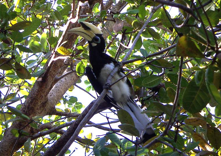 Nashornvogel auf Pangkor