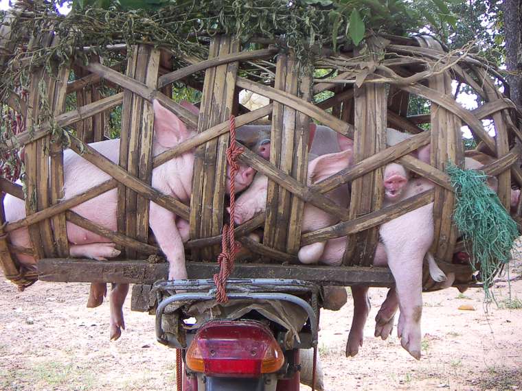 Schweinetransporte