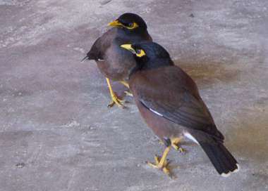 Myna