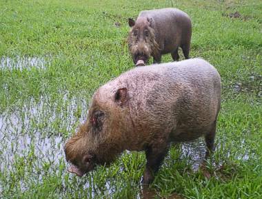 glckliche Wildschweine