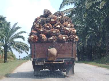 Palmfruchttransporter